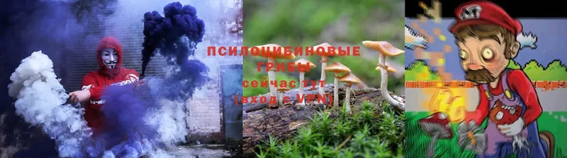 хочу наркоту  Белореченск  Галлюциногенные грибы Psilocybe 